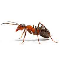 رفتار مورچه ها قبل از وقوع زلزله چگونه است؟